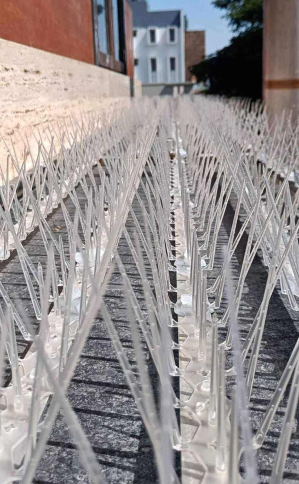 Pigeon Net – Sarjapur